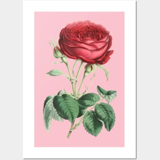 Red Rose Flower Vintage Botanical Illustration Posters and Art